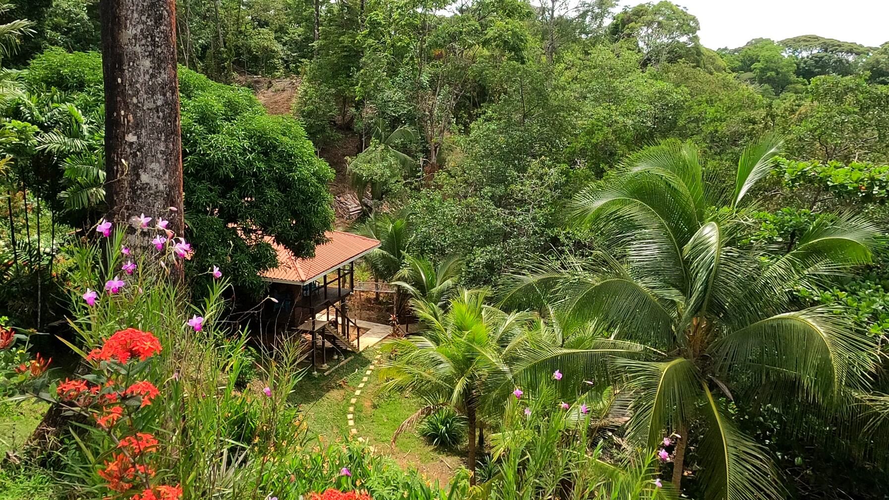 A small house in the middle of a jungle