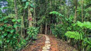 A path in the middle of a forest with trees