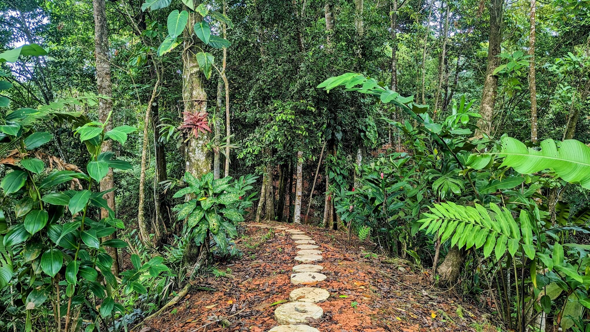 A path in the middle of a forest with trees