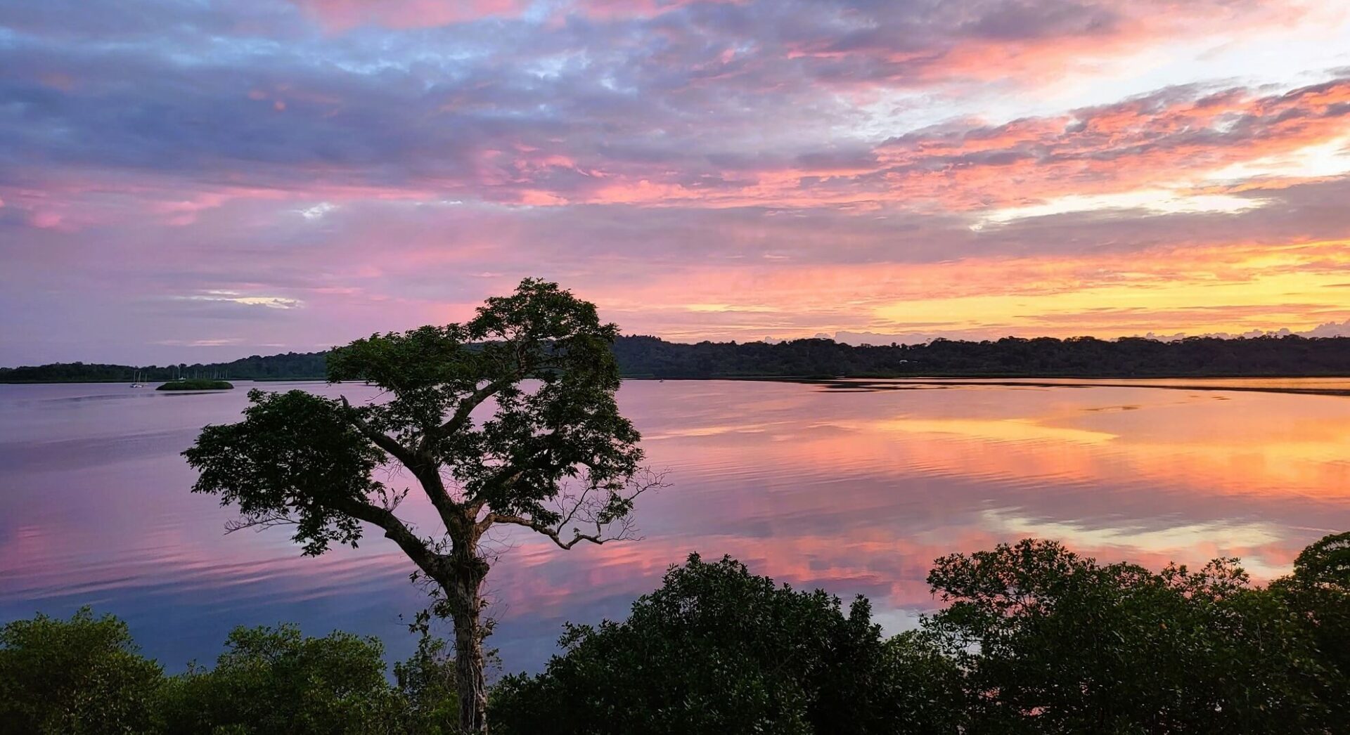 A tree and some water with the sky in the background